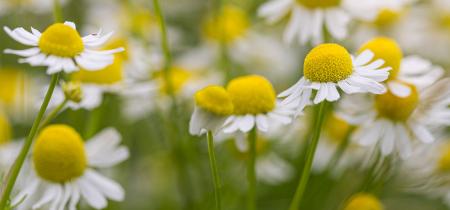 camomilla per lenire problemi agli occhi